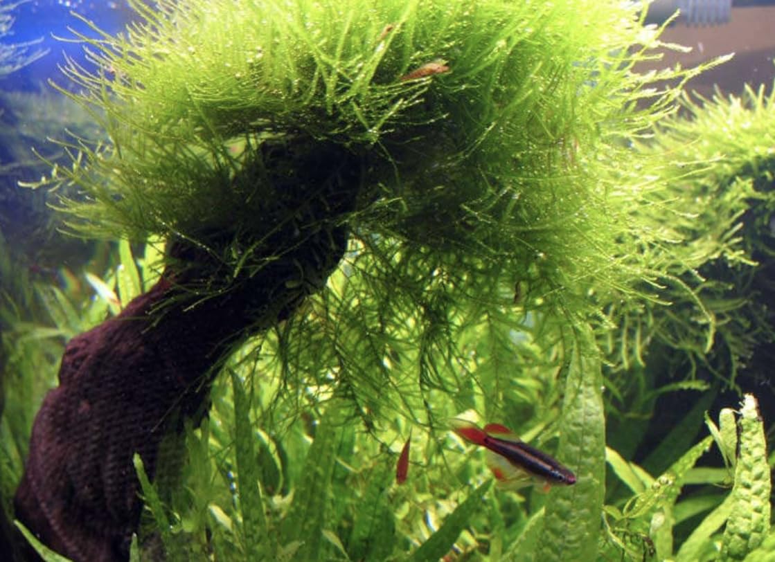 Java Moss on Tray - 6 x 3 | Live Aquarium Plant for Aquascaping, Shrimp Tanks & Freshwater Aquariums