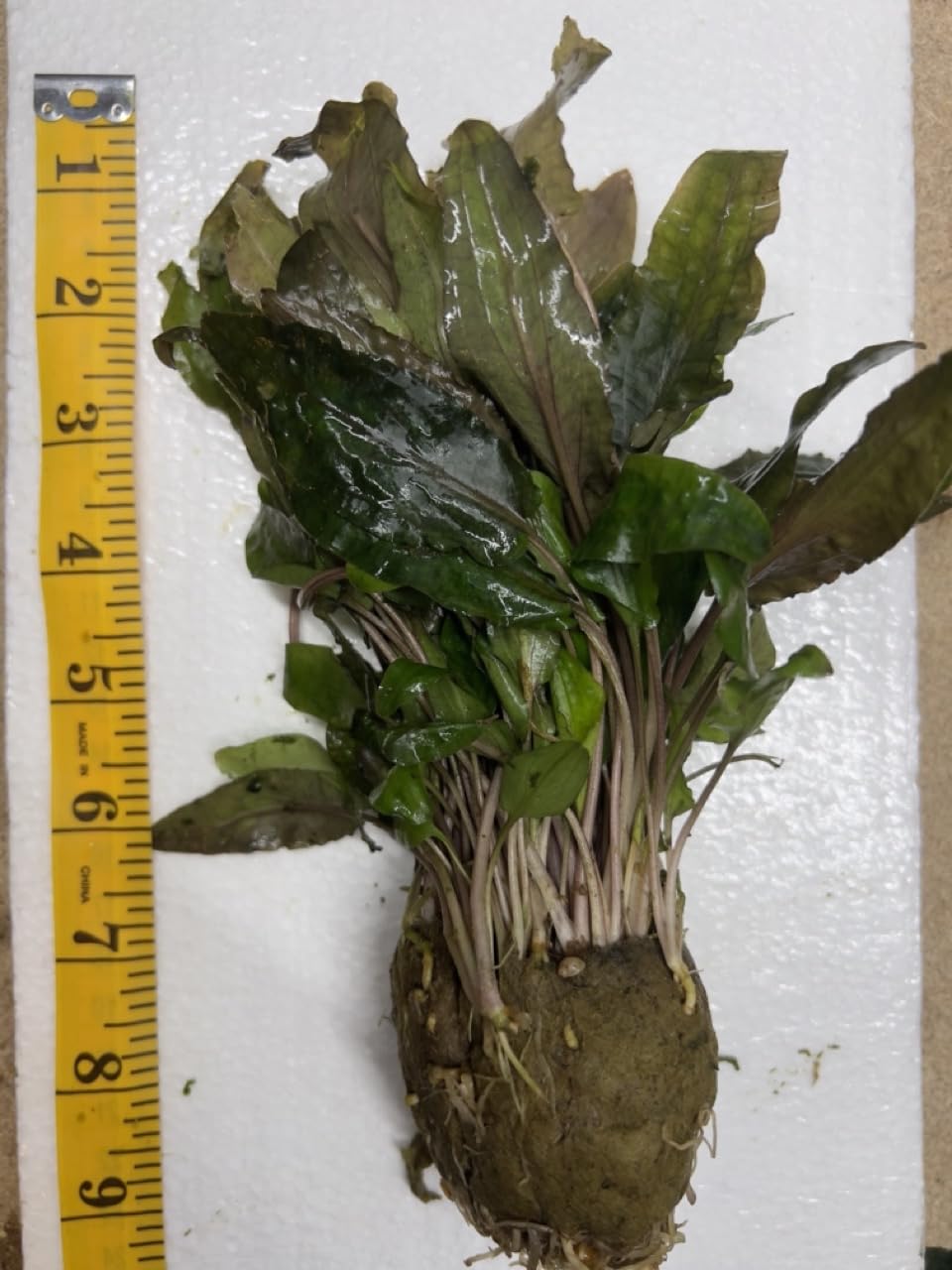 CRYPTOCORYNE WENDTII Tropica Live Aquarium Plant (12-20 Plants)
