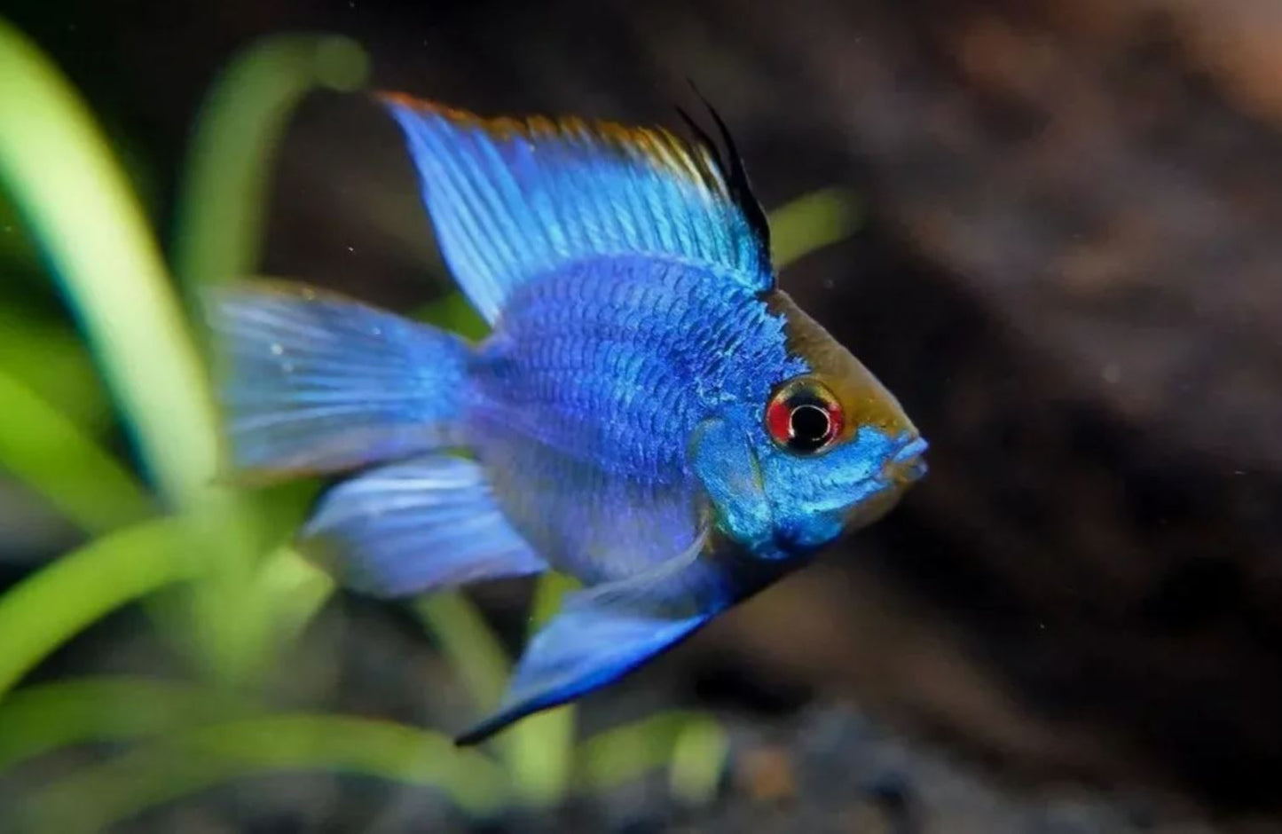 ELECTRIC BALLOON RAM 1.5' - Live Aquarium Fish