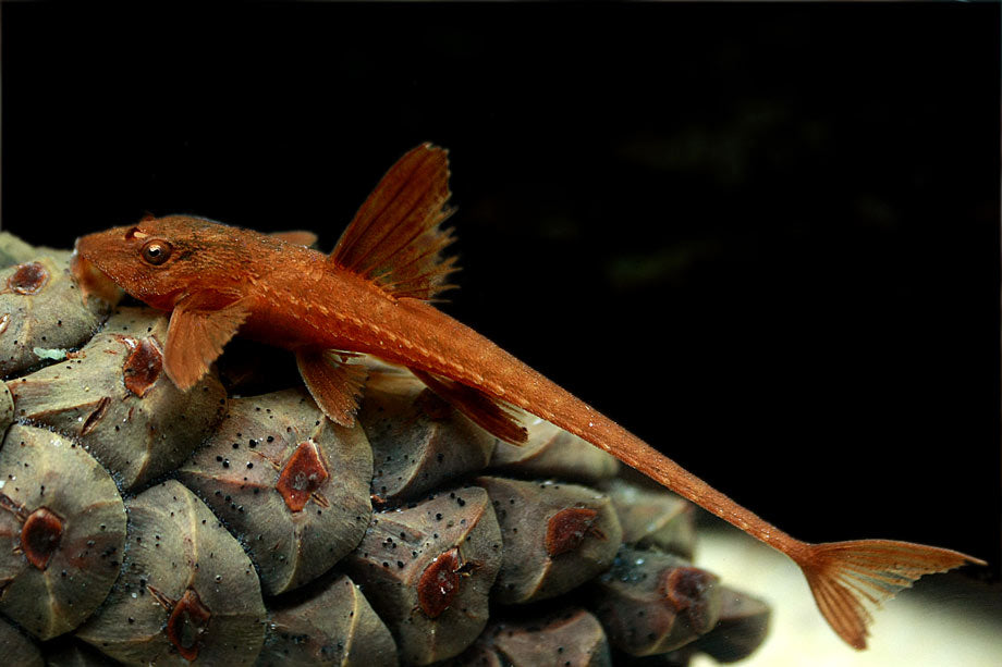 L10A Red Lizard Whiptail Catfish (2.5–3”) – Live Freshwater Fish