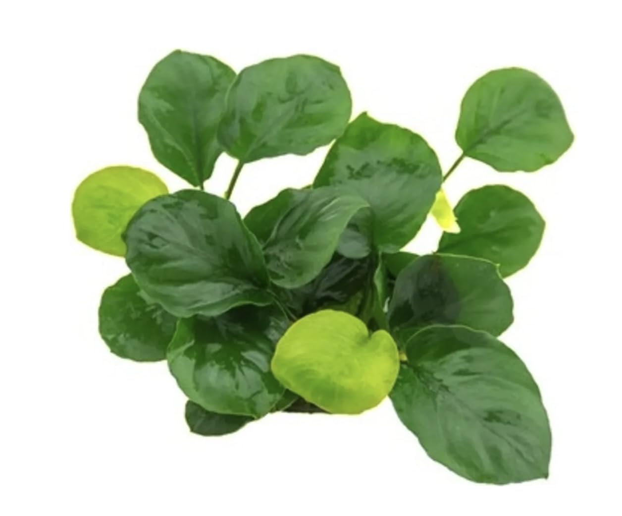 Anubias Nana Round Leaf (Golden Coin) Live Aquarium and Pond Plant