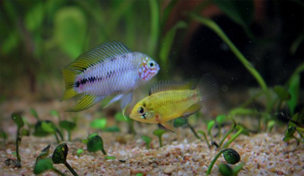 Apistogramma Borellii “Opal” – 1.5" Unsexed – Dwarf Cichlid