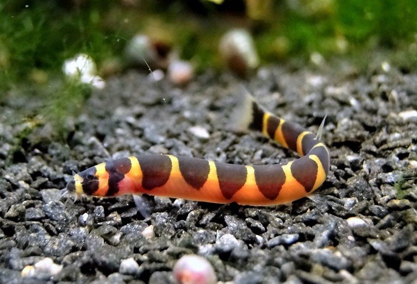 Kuhli Loach (Pangio kuhlii)