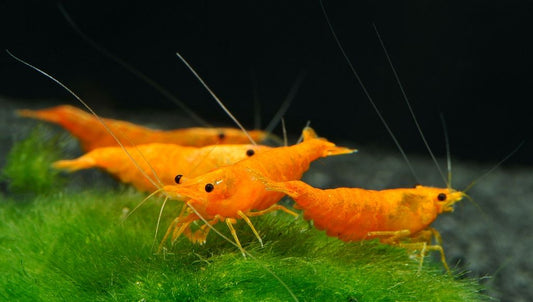 10+1 Sunkist Orange Shrimp (Neocaridina) – Freshwater Aquarium Shrimp