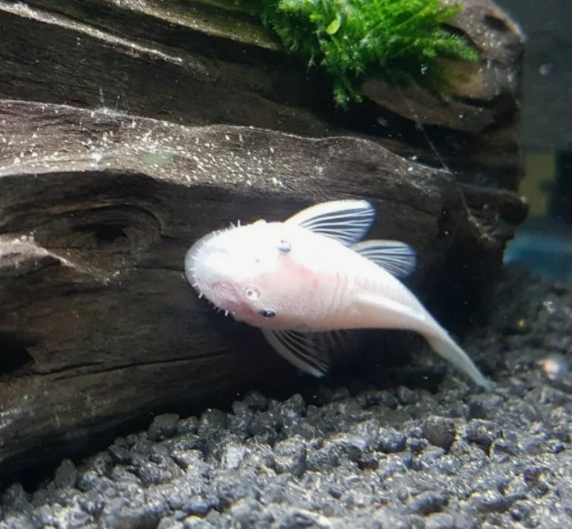 3" Male Snow White Bristlenose plecos