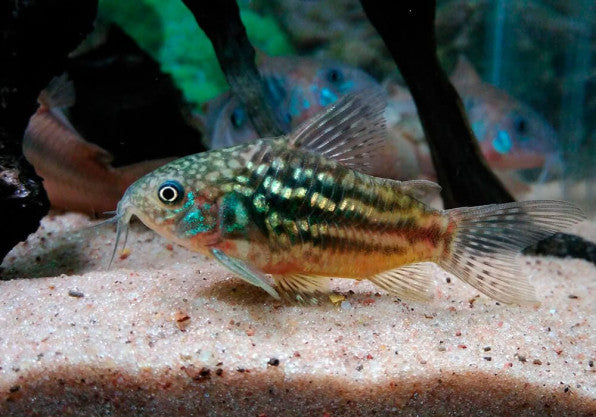 Pantanal Corydoras – Live Freshwater Fish (Unsexed) Corydoras pantanalensis