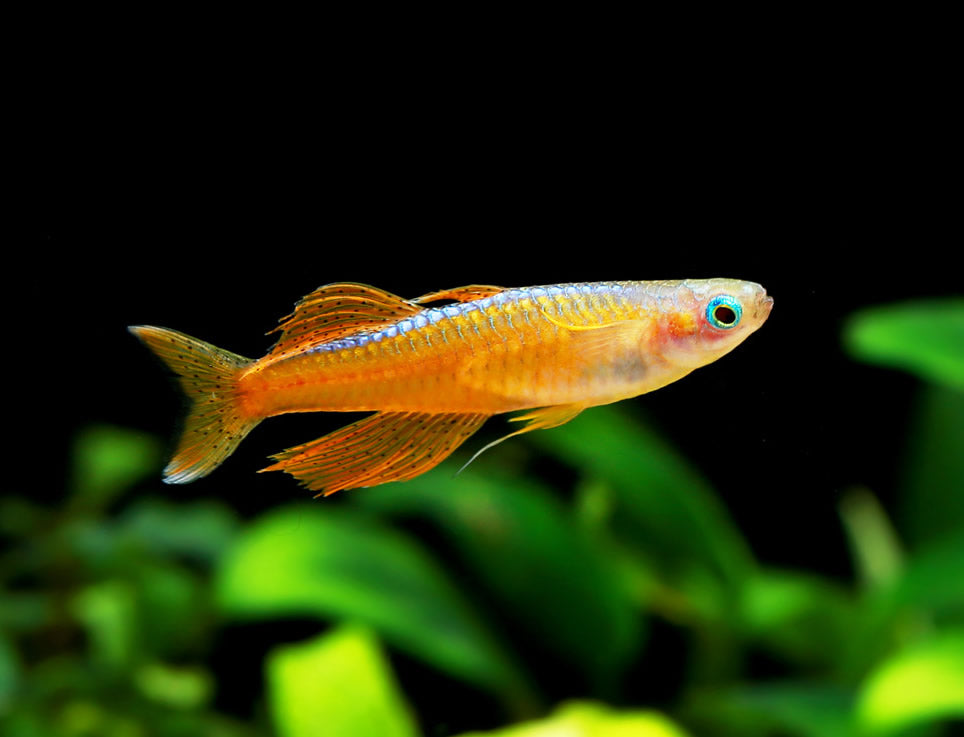 Red Neon Blue Eye Rainbowfish