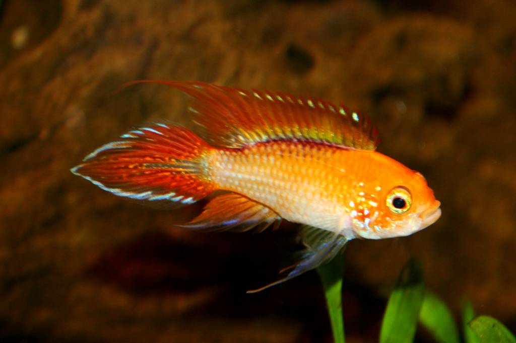 Apistogramma Agassizii “Fire Red” Live Freshwater Dwarf Cichlid