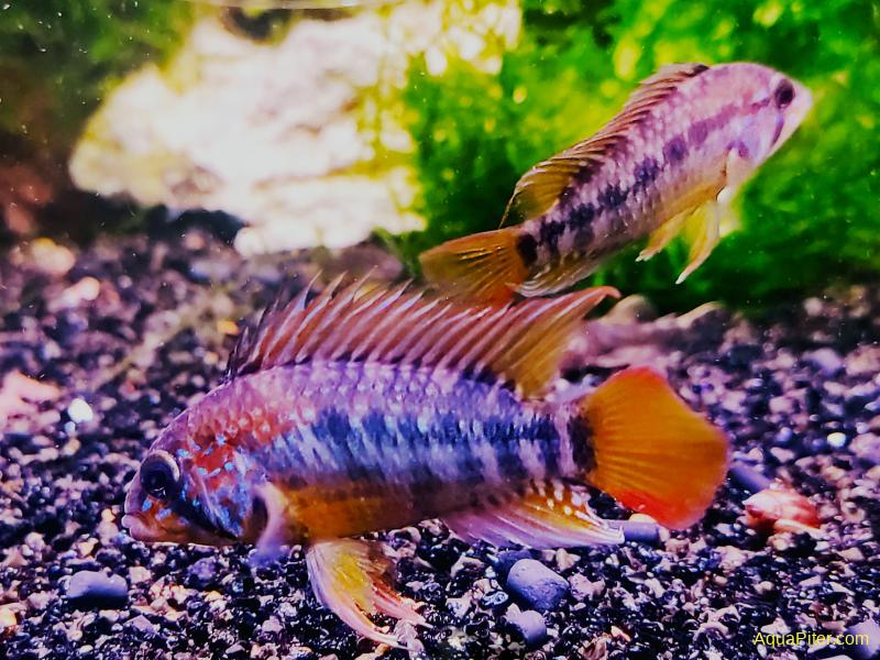 Apistogramma macmasteri – 1.5" Unsexed Juvenile