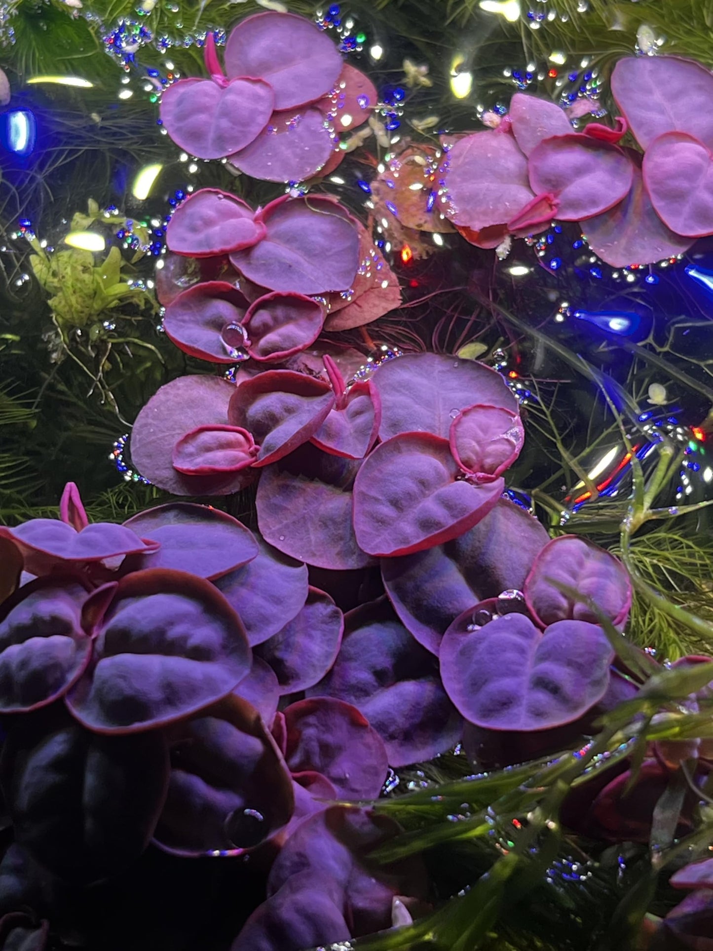 Red Root Floaters (40 Leaves) – Live Aquarium Floating Plant – Easy Low Light – Fast Growing