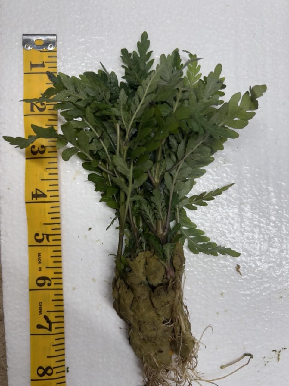 Hygrophila Pinnatifida-Easy Live Aquarium Pond Aquatic Plant (5 Plants)