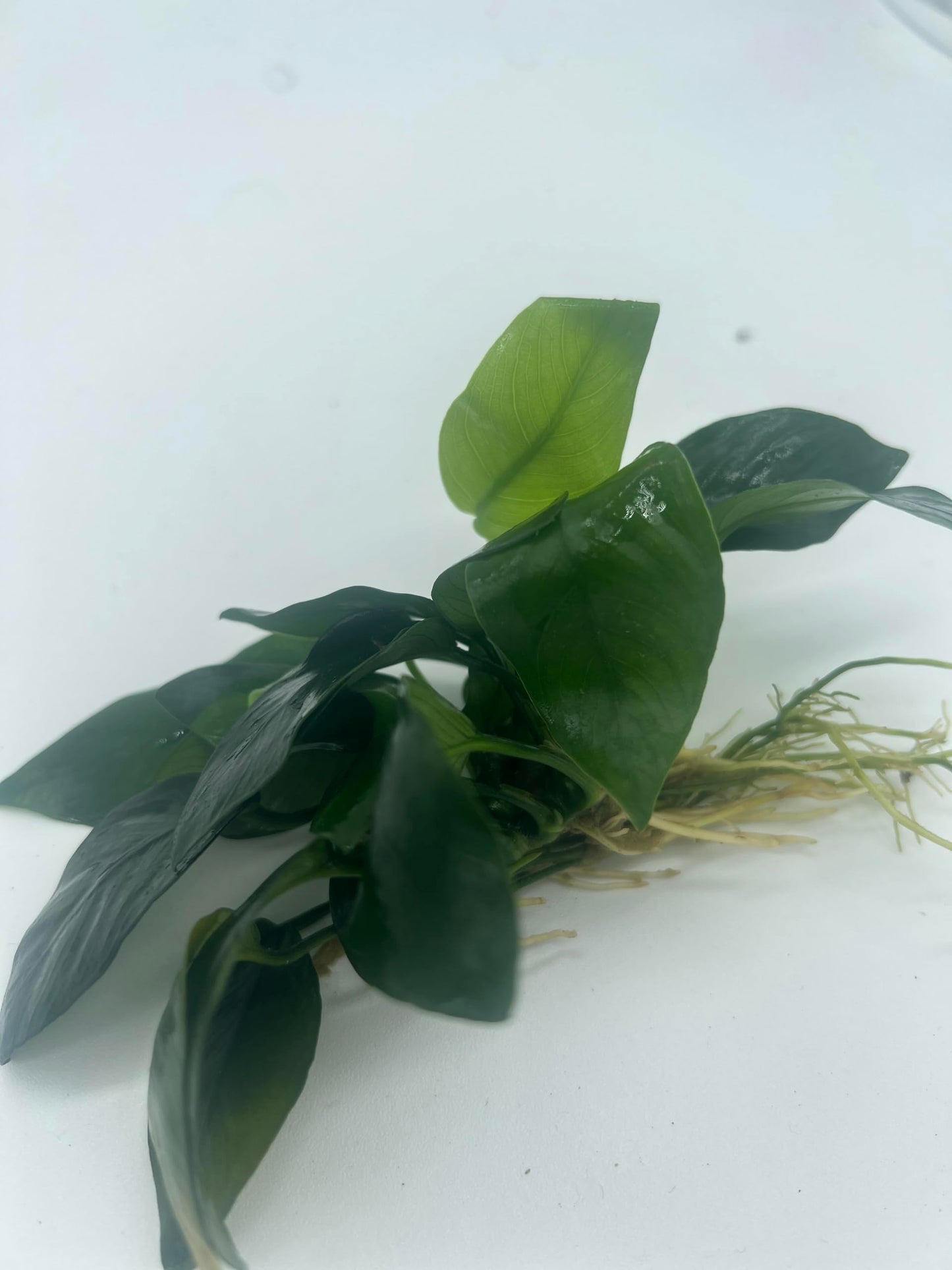 Anubias Nana Live Aquarium and Pond Plant