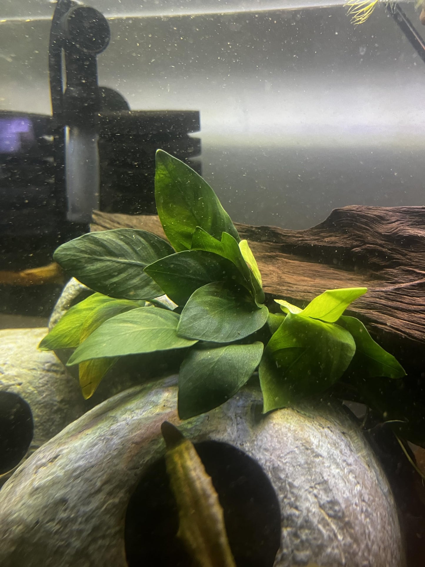 Anubias Nana Live Aquarium and Pond Plant