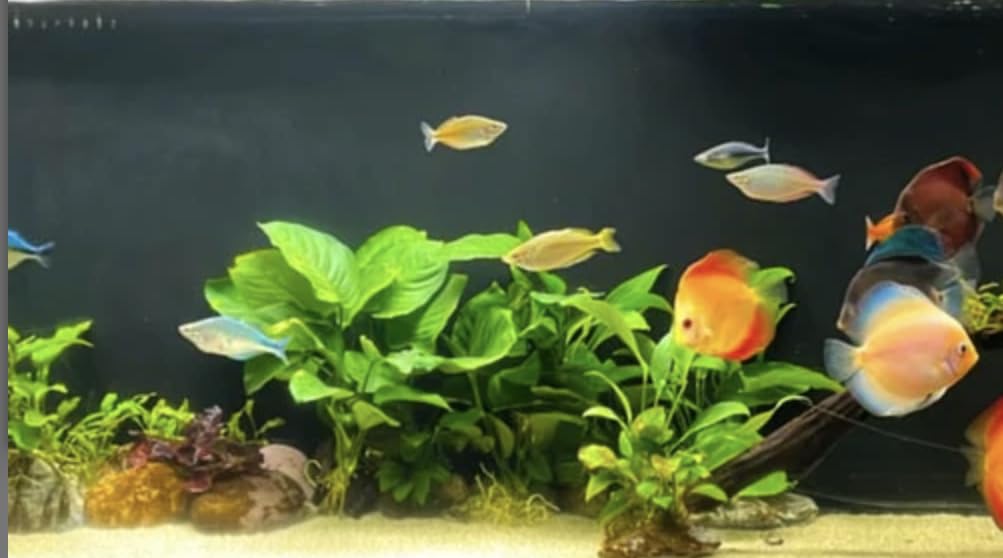 Anubias Barteri Easy Live Aquarium/Fish Tank and Pond Aquatic Plant