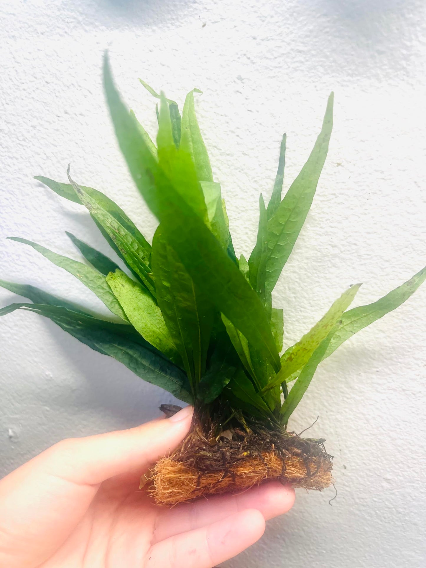Live Java Fern Microsorum Pteropus on Mat Plant Freshwater Fish Tanks - Easy, Beginner Friendly