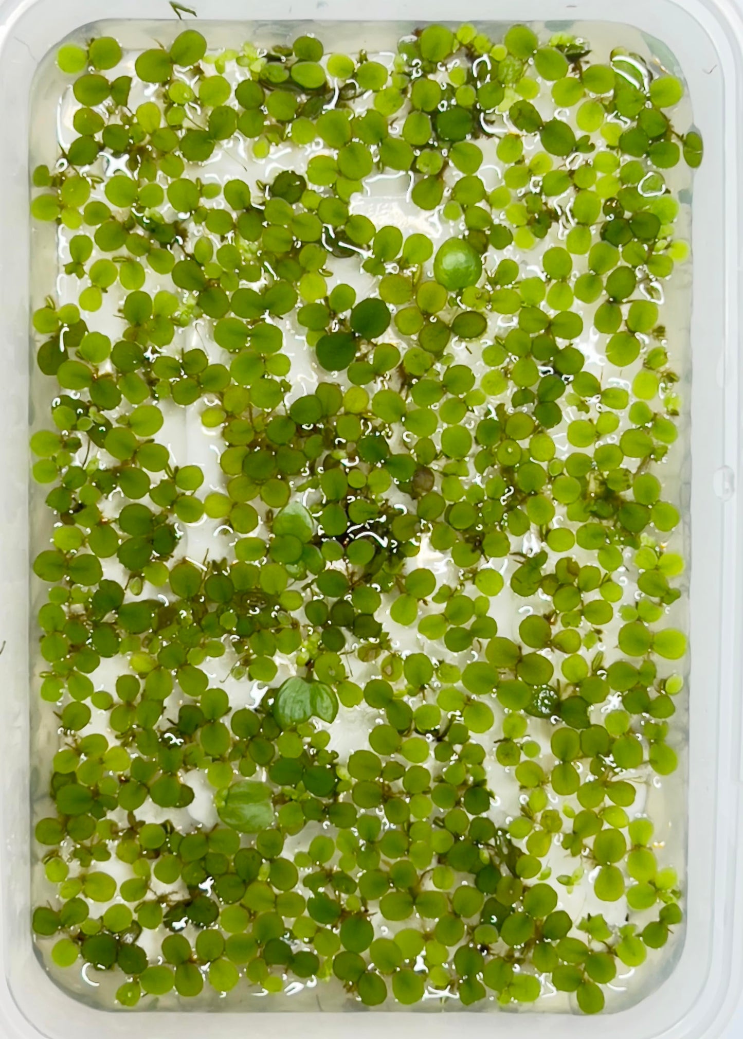 Generic 50 + Water Spangles Salvinia Minima Live Aquarium Floating Plant, Green