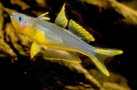 Forktail Rainbowfish (Pseudomugil furcatus)