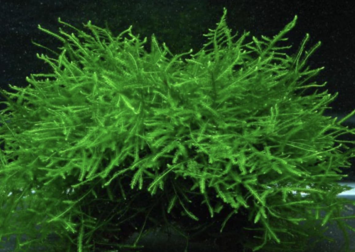 Java Moss on Tray - 6 x 3 | Live Aquarium Plant for Aquascaping, Shrimp Tanks & Freshwater Aquariums