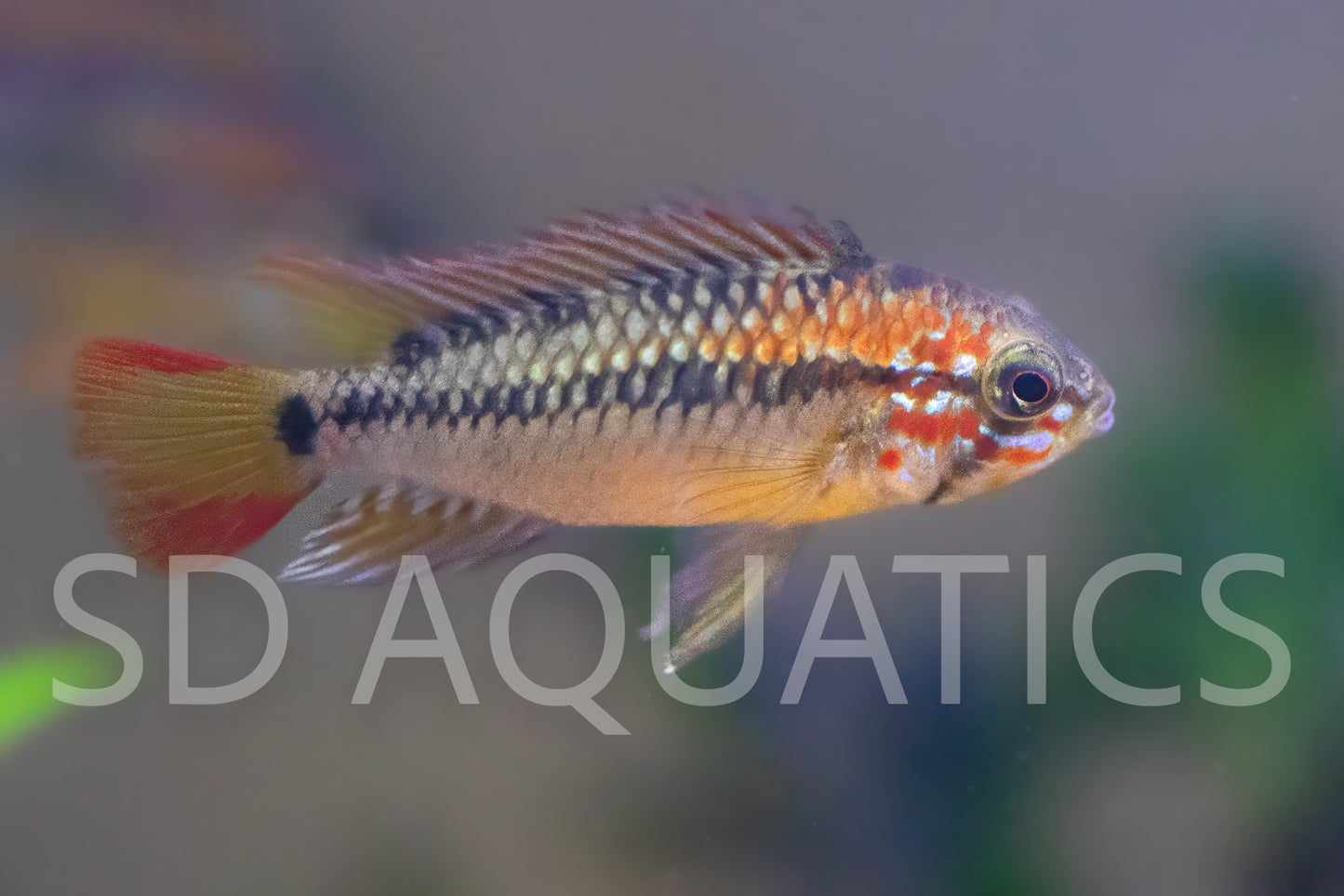 Apistogramma macmasteri – 1.5" Unsexed Juvenile