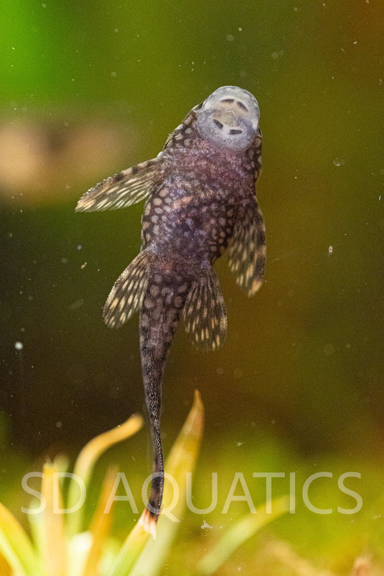 Honeycomb (Wabenmuster) Bristlenose Pleco (L519) – 1–1.25"