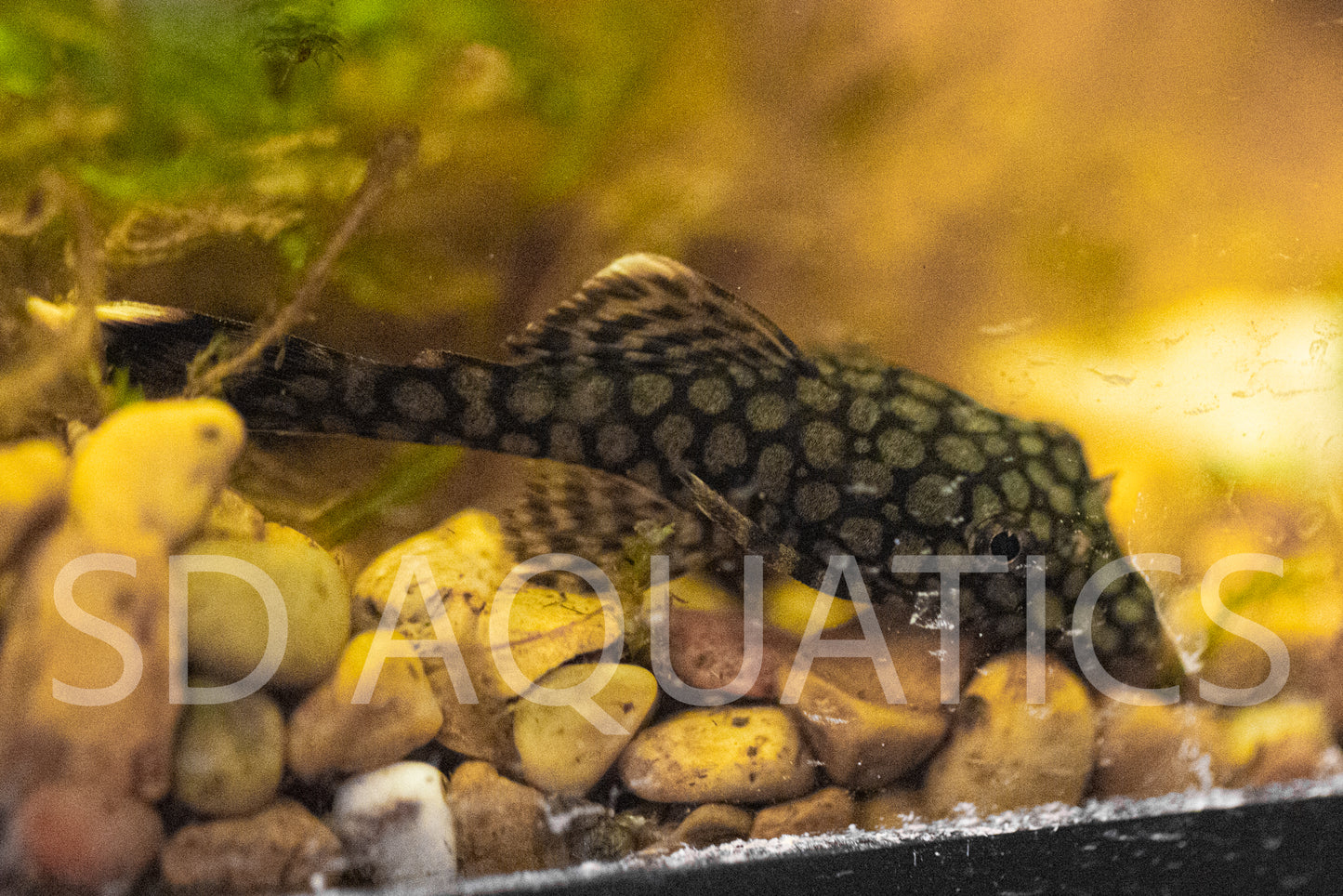 Honeycomb (Wabenmuster) Bristlenose Pleco (L519) – 1–1.25"