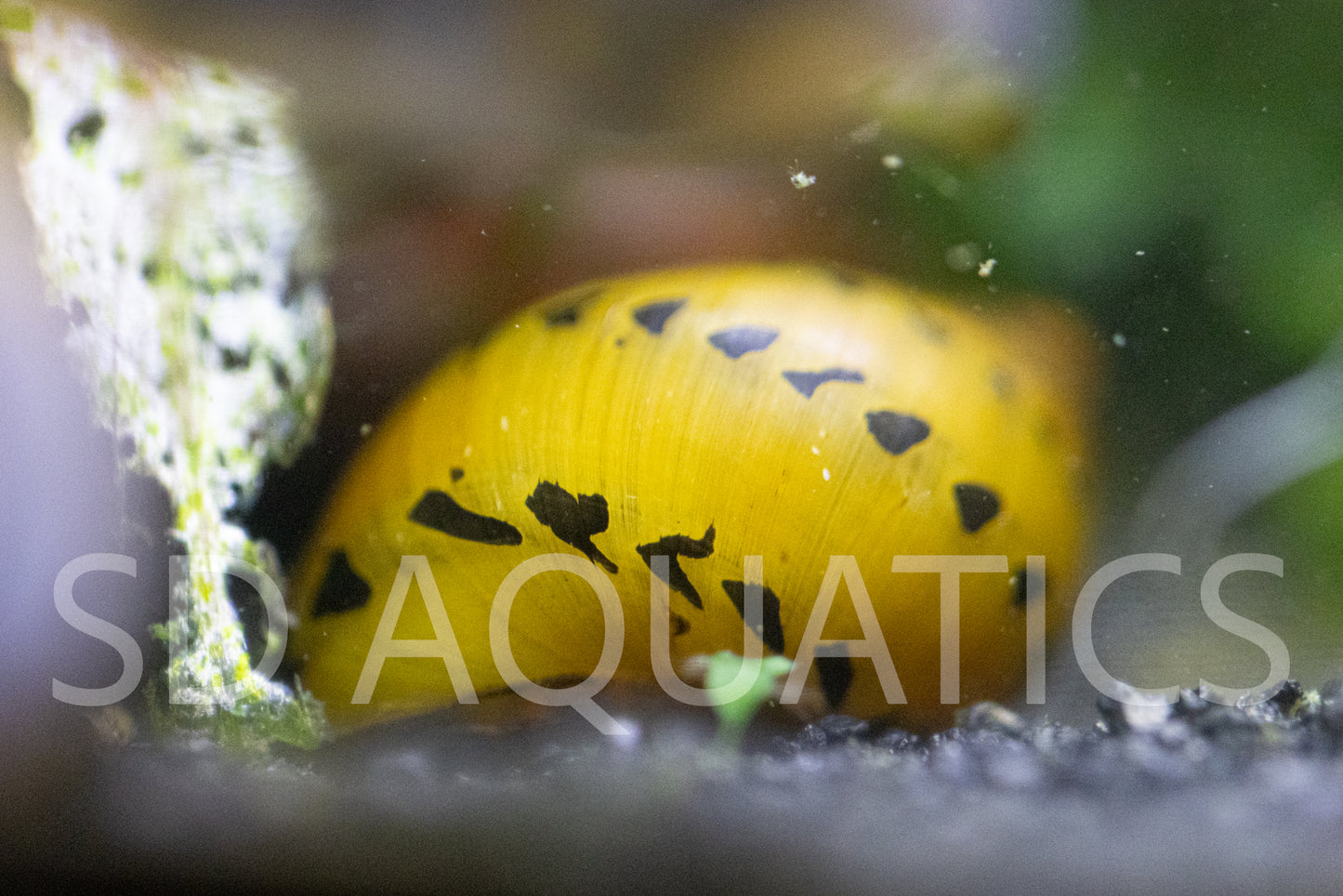 3 Red Racer Nerite Snails – Premium Algae Eaters | Live Freshwater Snails | Rare