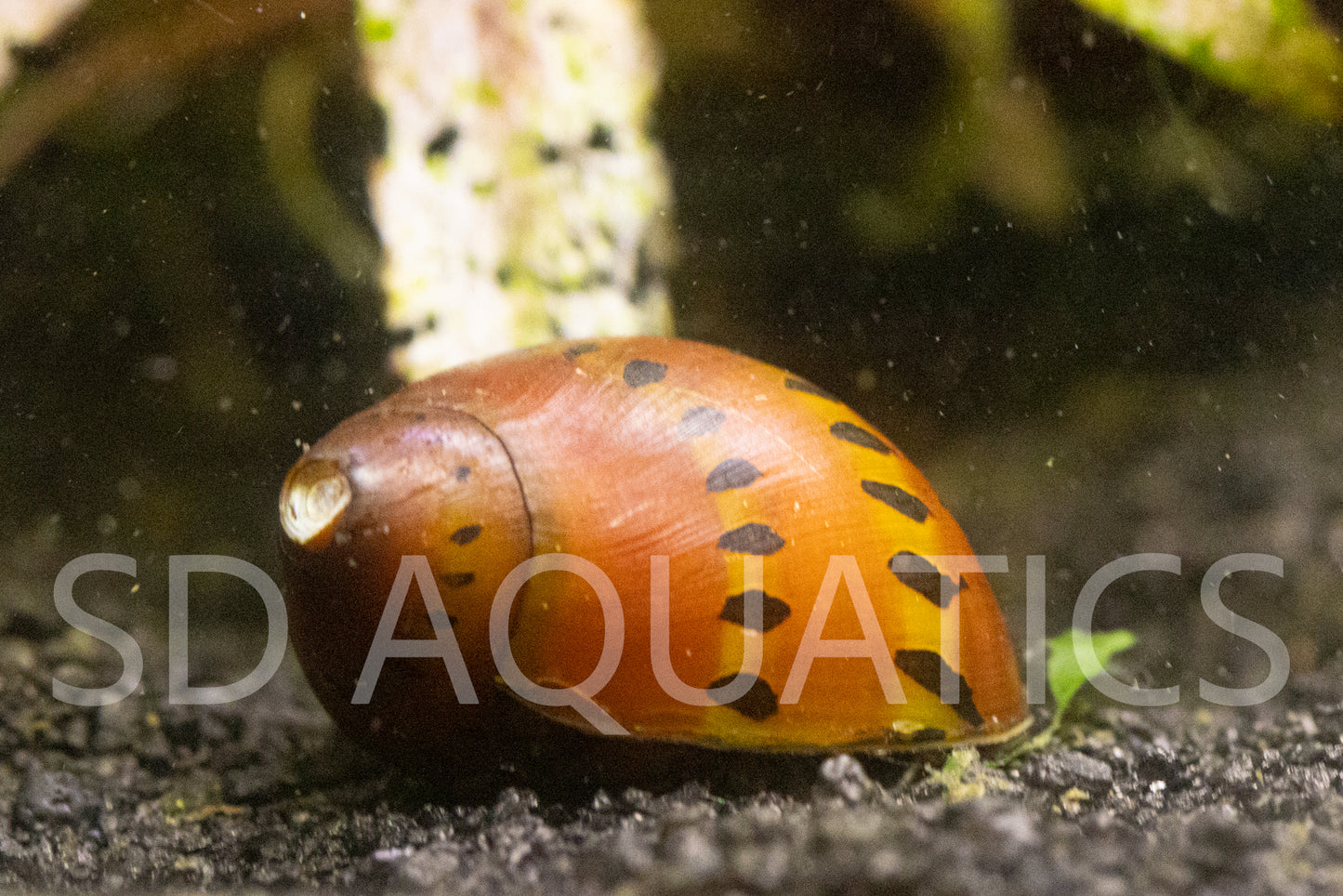 3 Red Racer Nerite Snails – Premium Algae Eaters | Live Freshwater Snails | Rare