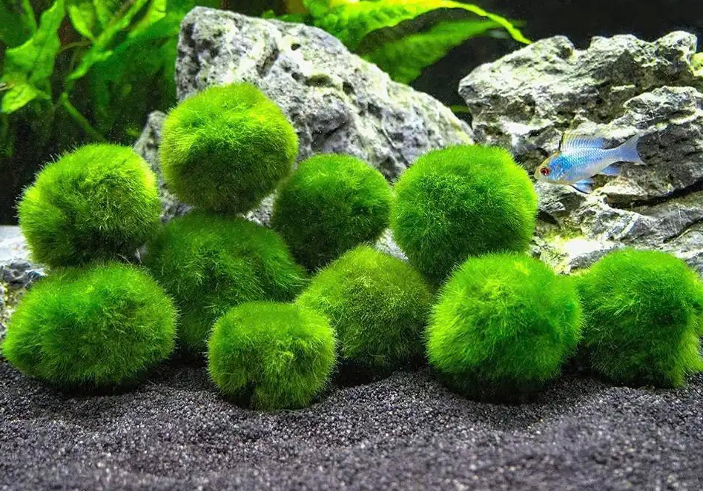 5 Moss Pebbles Balls for Fish Tank Decoration/Aquatic Balls