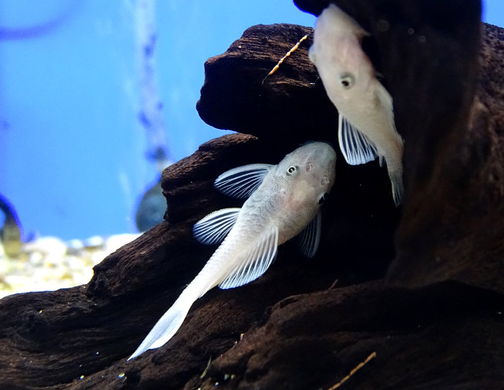 Snow White Bristlenose Pleco 1.25-1.5"