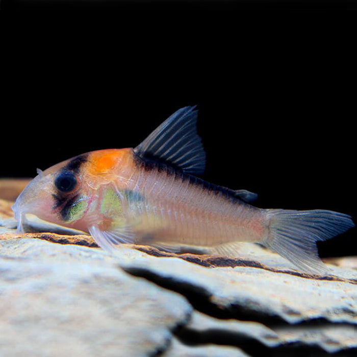 Adolfoi Corydoras / Tank-Raised – Live Peaceful Community Fish