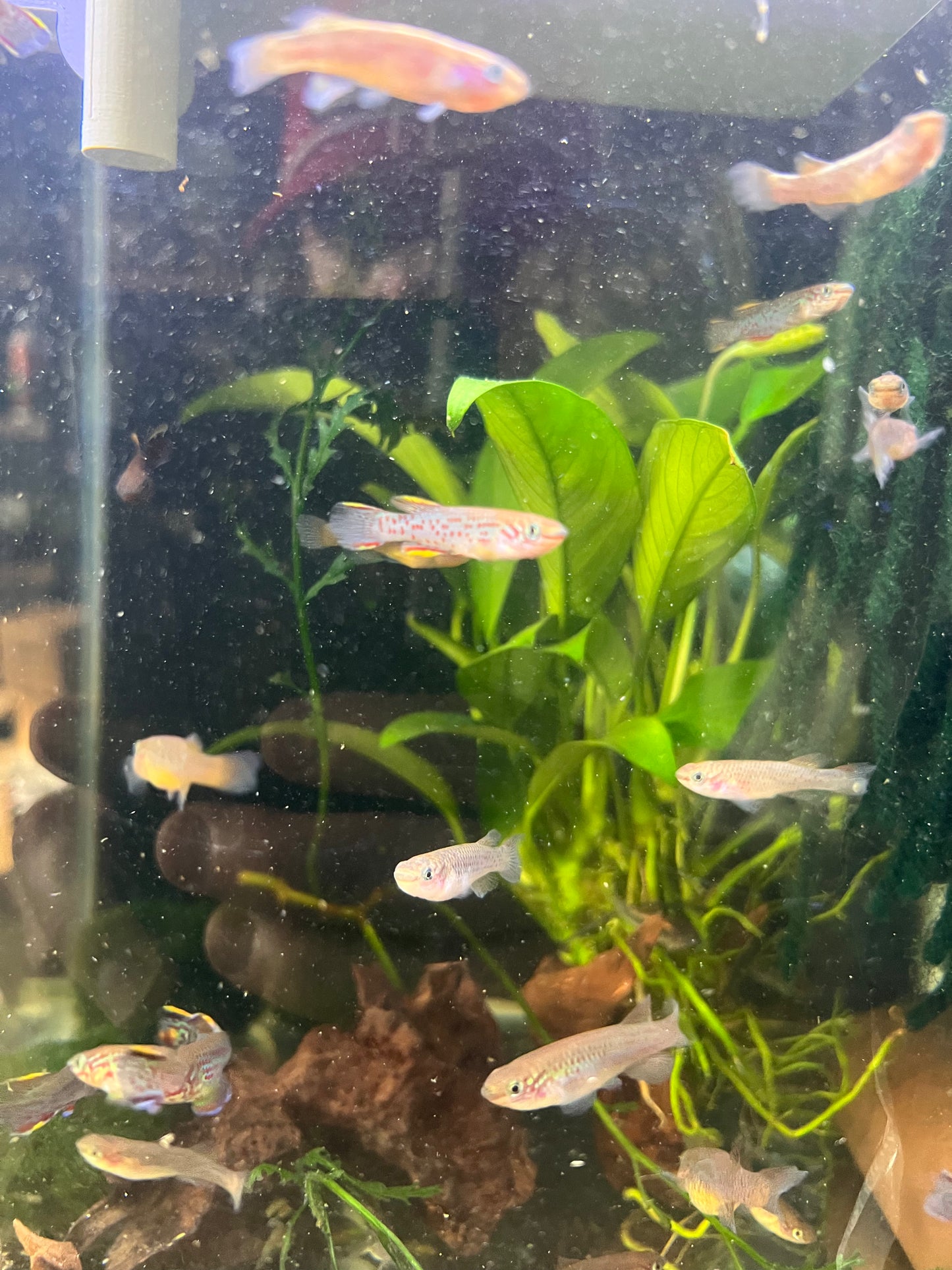 Killifish Gardneri (Aphyosemion gardneri) – Young Pair (1 Male + 1 Female)