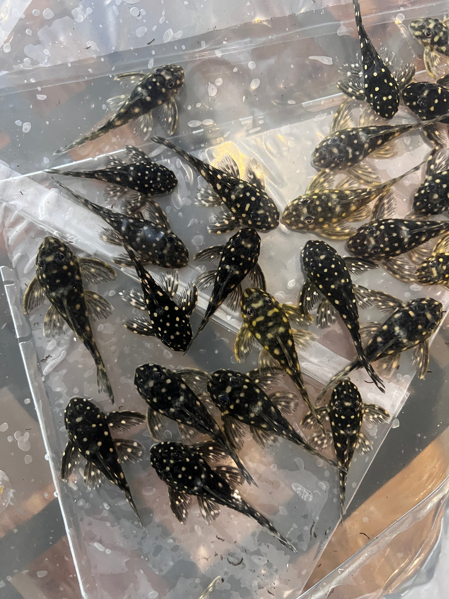 L201 Snowball Pleco / Hypancistrus sp. / 2-2.5"