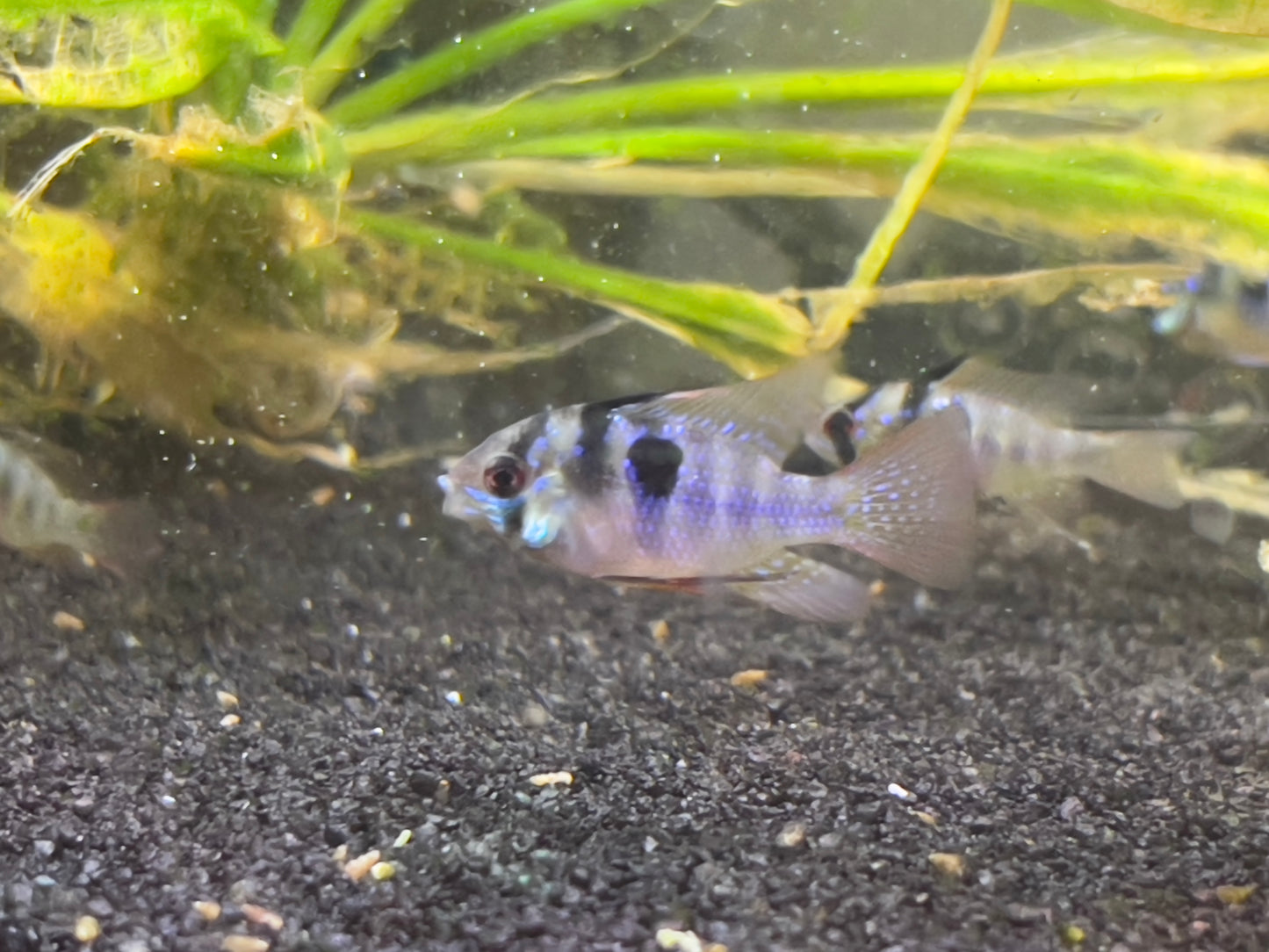German Blue Ram