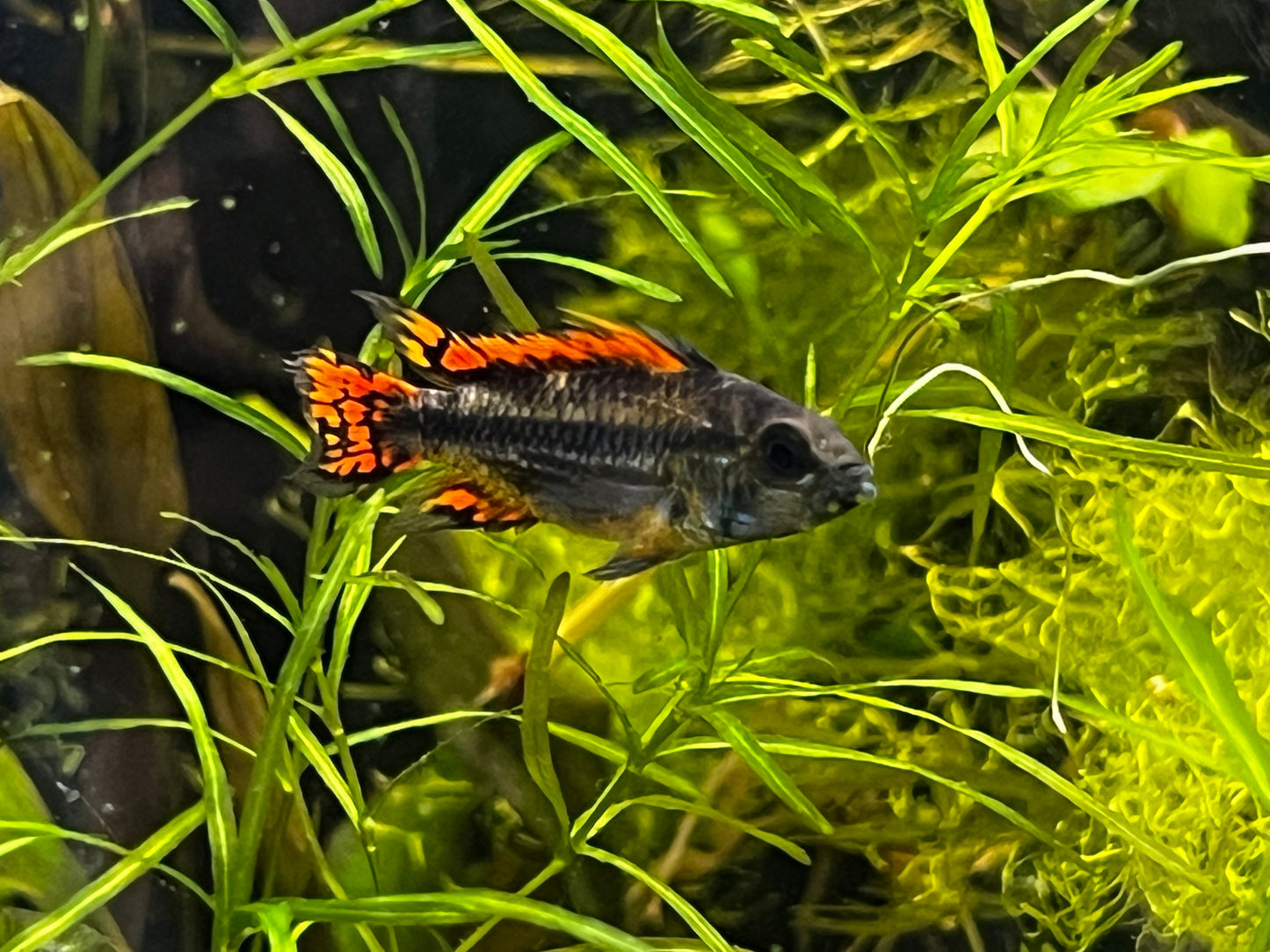 Apistogramma cacatoides “Double red” 1.5”