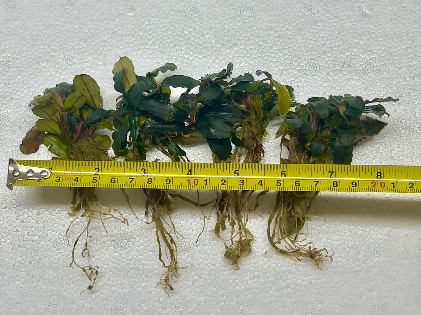 Bucephalandra Brownie Ghost |Big Portion| Rare Live Aquarium Plant