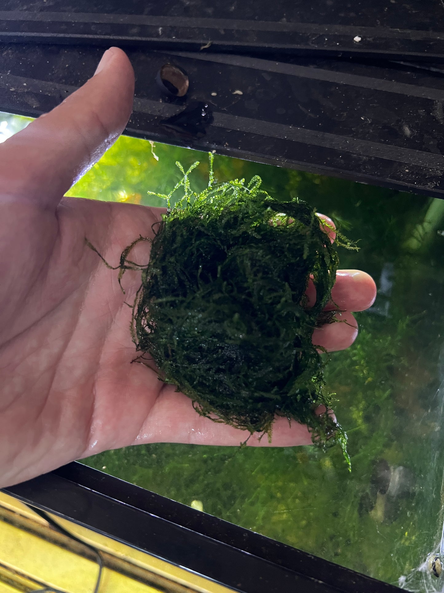 Java Moss – Live Aquarium Moss