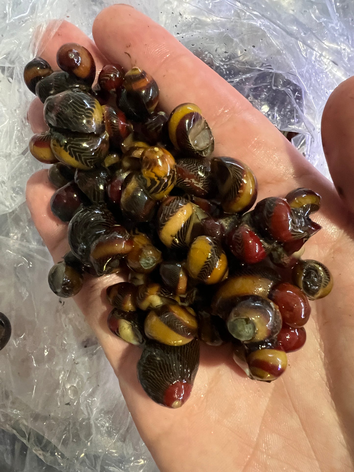 Red Racer Nerite Snails – Freshwater Aquarium Algae Eaters – Live Snails