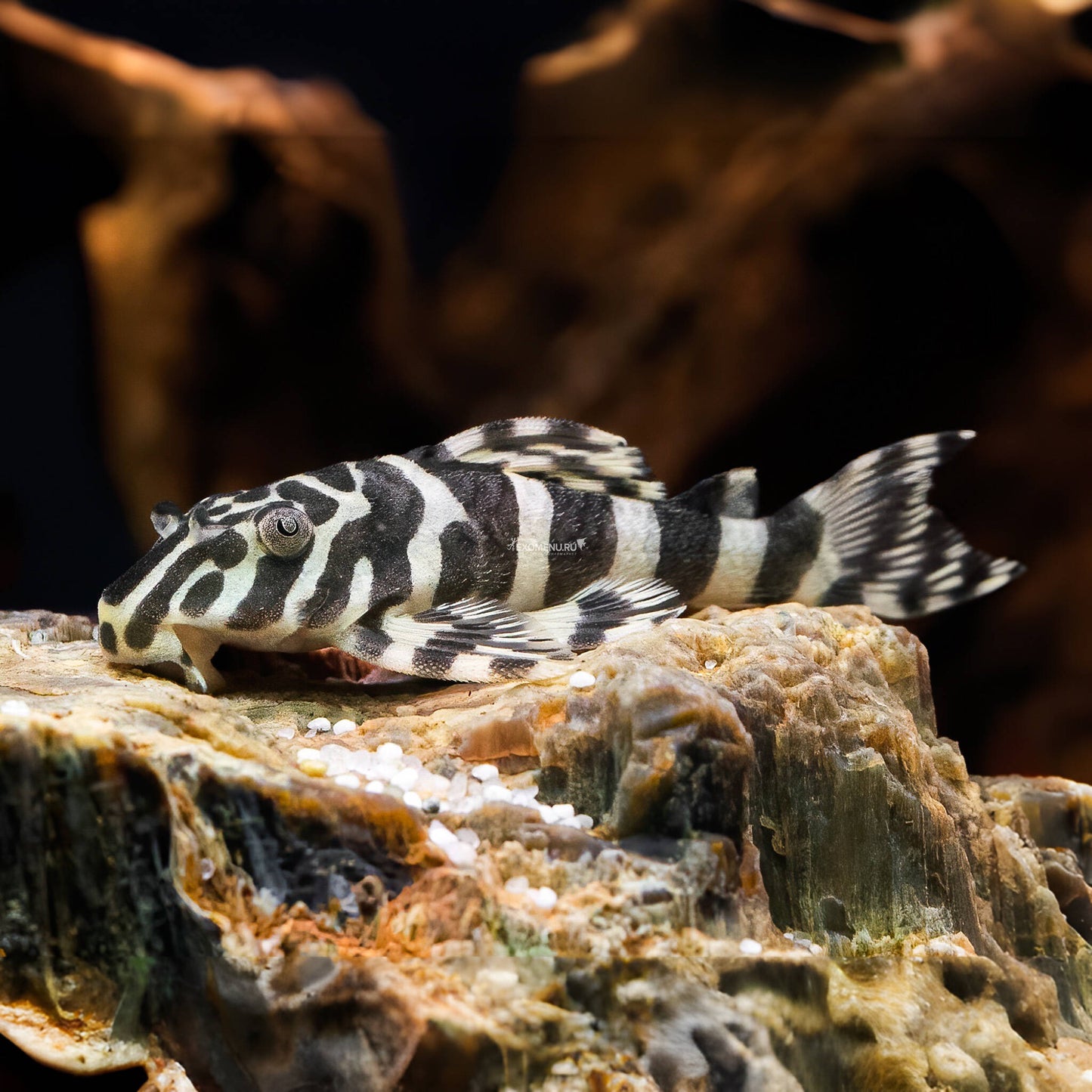 L134 Leopard Frog Pleco (Peckoltia compta) 1.5 White morph