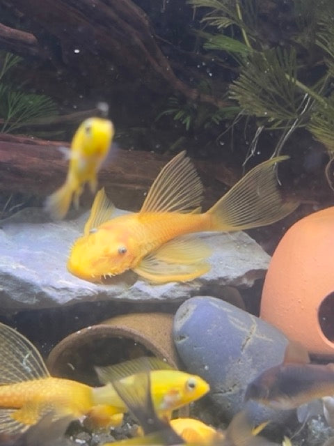 Adult Longfin Male Lemon Blue-Eyed Bristlenose Pleco (L144)