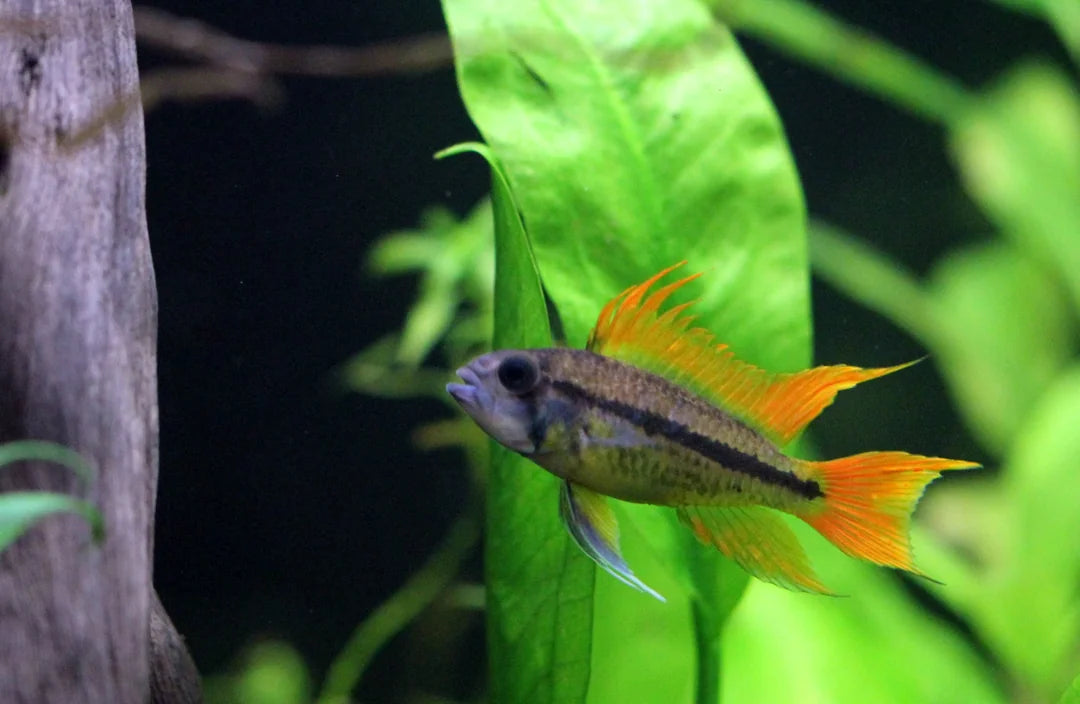 Apistogramma Cacatuoides “Orange” – 1.5”