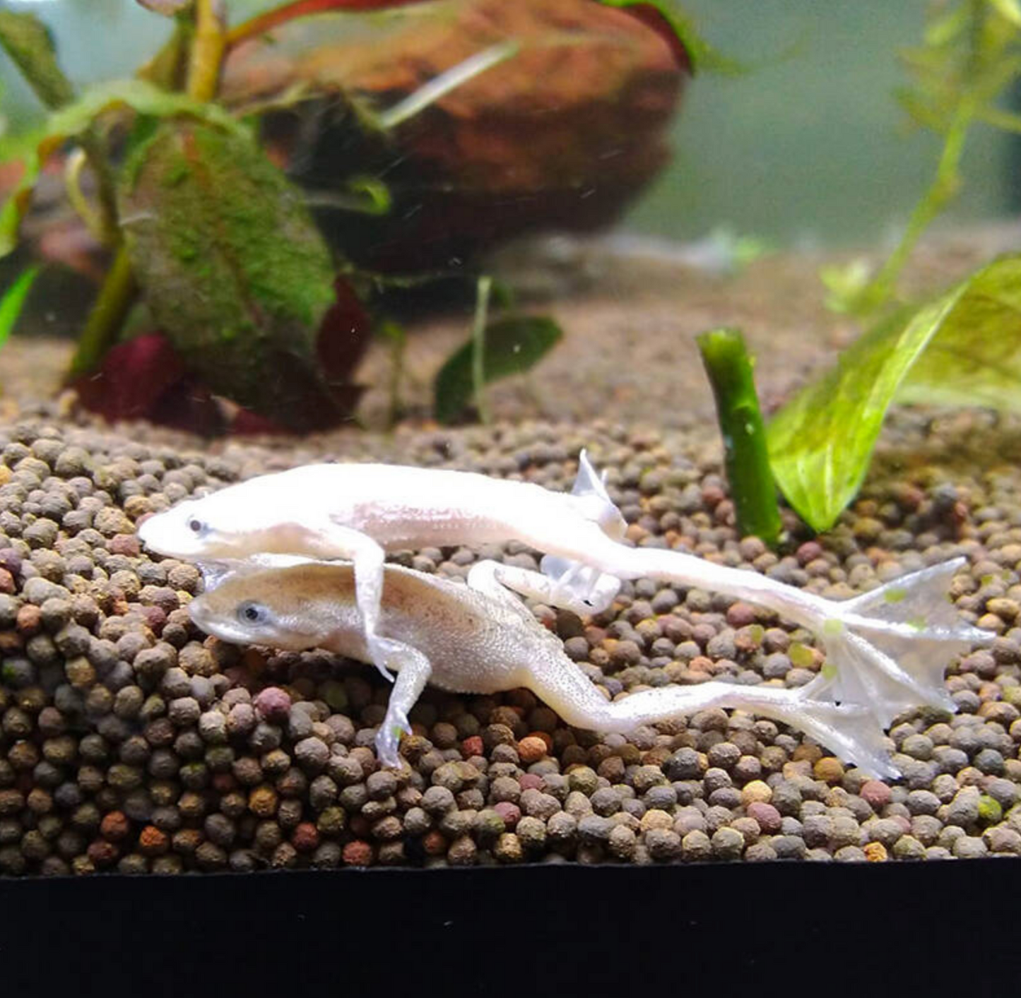 Blonde African Dwarf Frog – 1.25" | Live Freshwater Frog | Peaceful Aquarium Pet