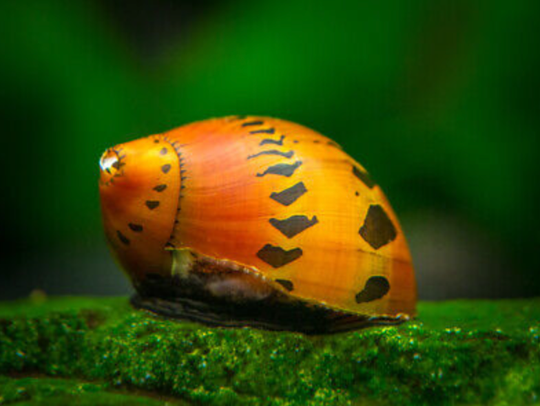 3 Red Racer Nerite Snails – Premium Algae Eaters | Live Freshwater Snails | Rare