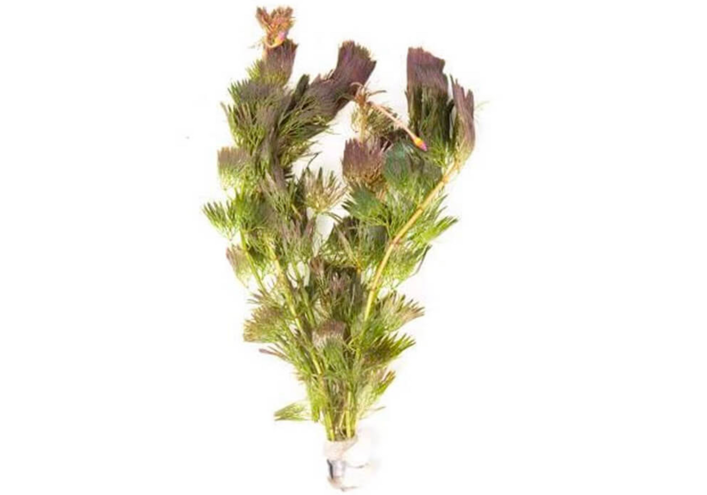 Purple Cabomba – Live Aquarium Plant (5 Stems) – Freshwater Stem Plant – Rare