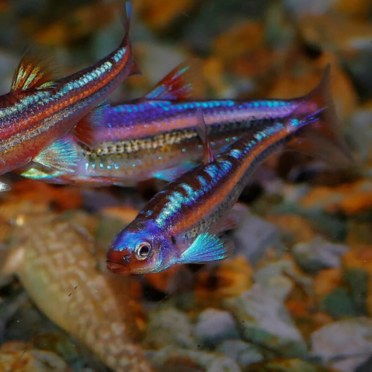 Rainbow Shiner (Notropis chrosomus)