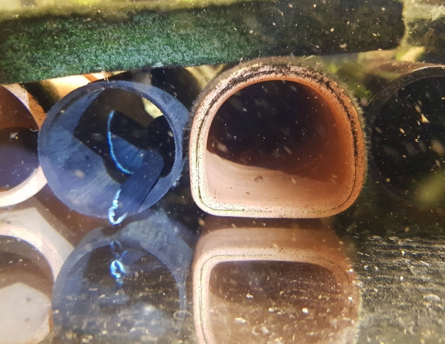 L183 Starlight Pleco (Ancistrus sp.) X-Large 5” Male / White Seam Bristlenose