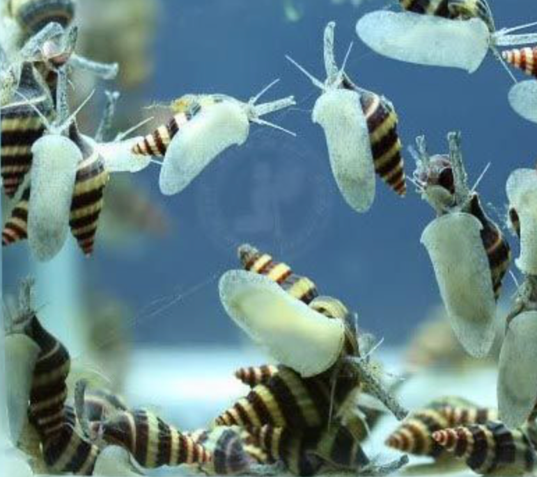 Assassin Snail (Clea helena) Natural Pest Control / Live Freshwater Snails