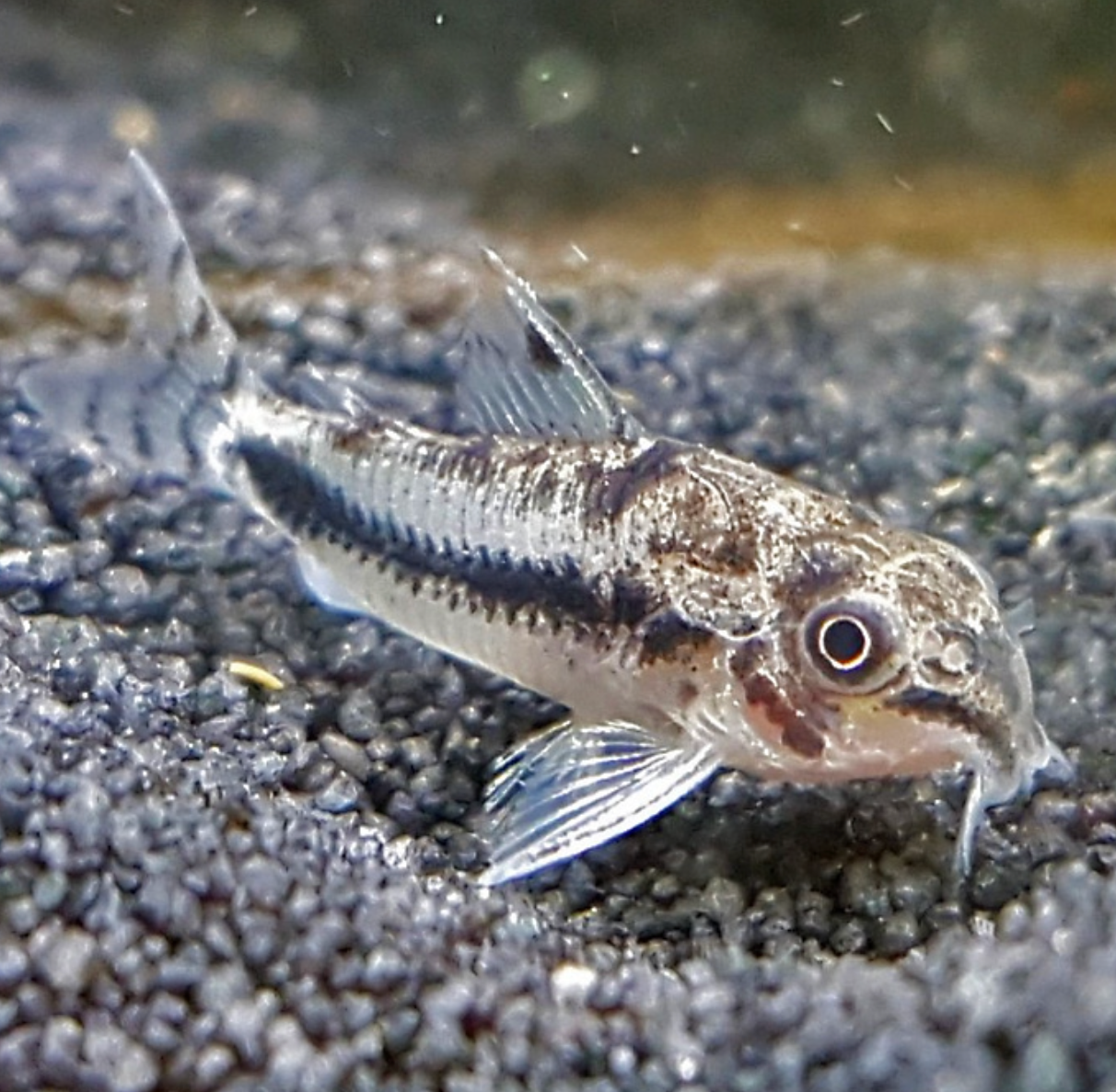 Habrosus Corydoras (Dwarf Salt and Pepper Corydora)