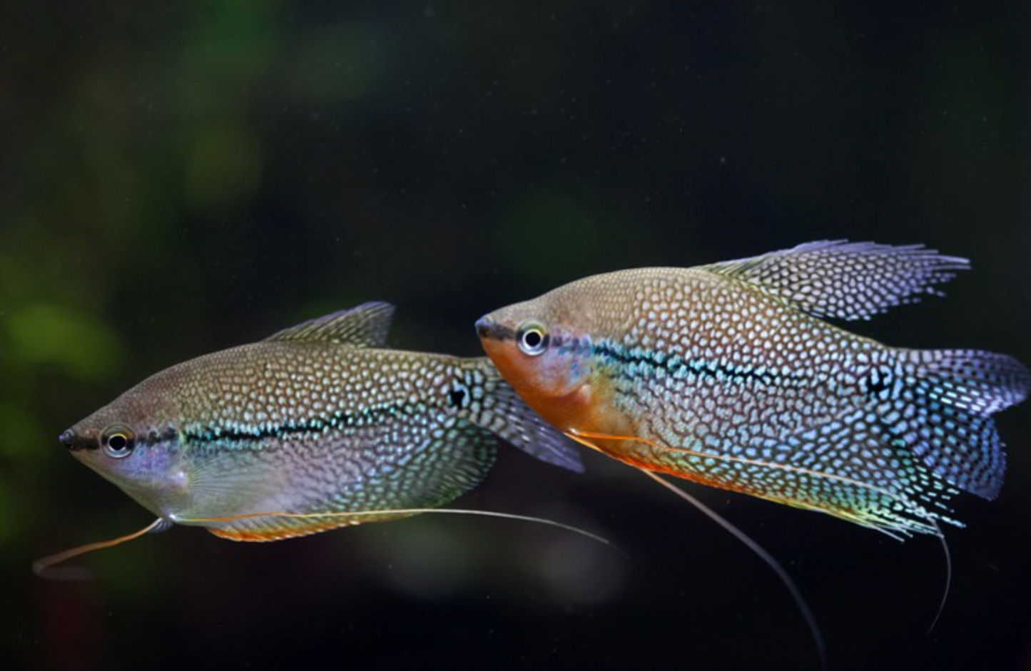 Pearl Gourami (Trichopodus leerii) Peaceful Community Fish