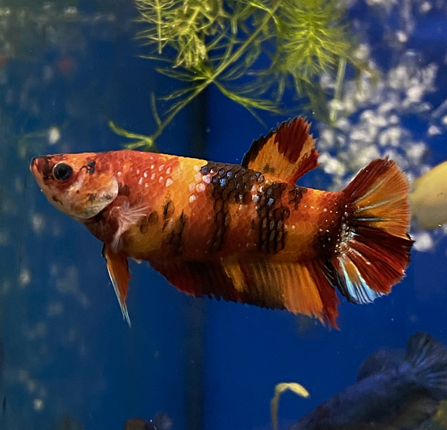 Live Female Koi Betta Fish – Sorority Compatible – Healthy & Colorful