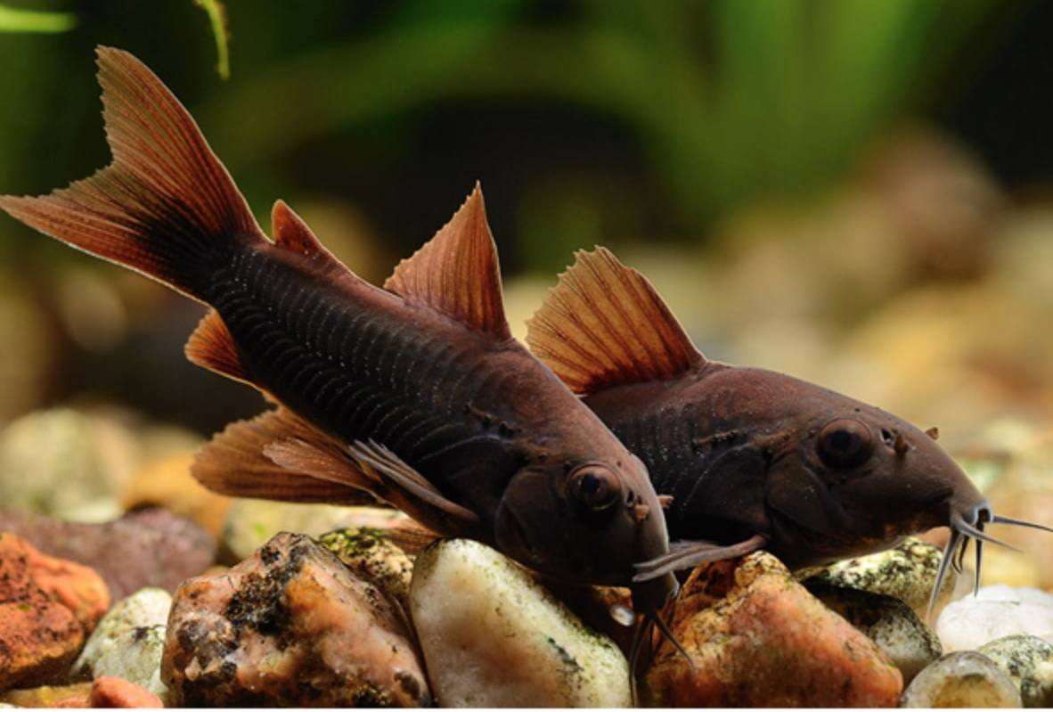 Black Venezuelan Corydora (Corydoras schultzei) Live fish